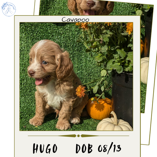 CAVAPOO (08/13) MALE