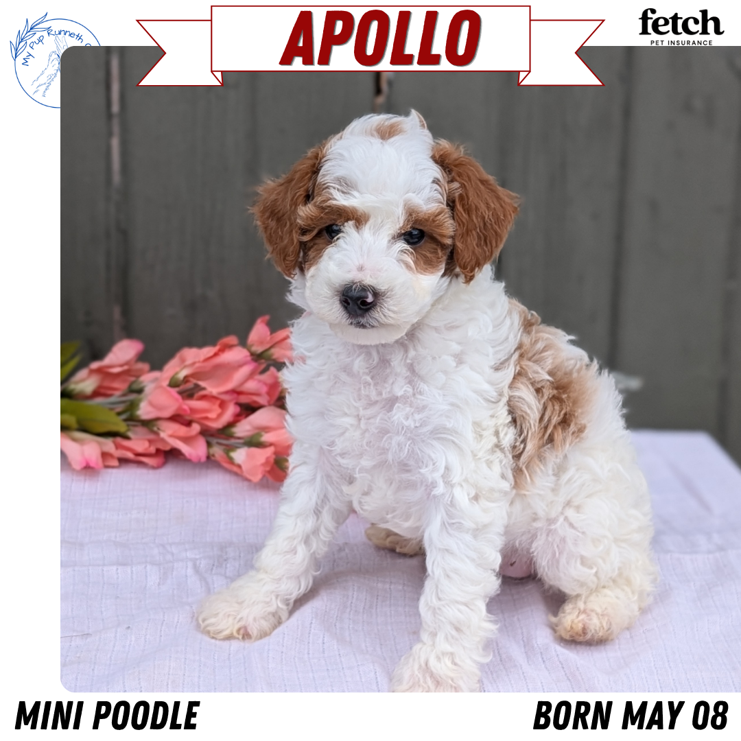 MINI POODLE (MAY 08) MALES