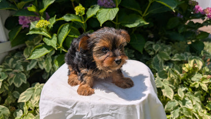 YORKSHIRE TERRIER (05/23) FEMALE