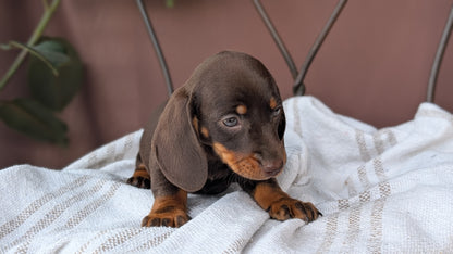 MINI DACHSHUND (MAY 26) MALE