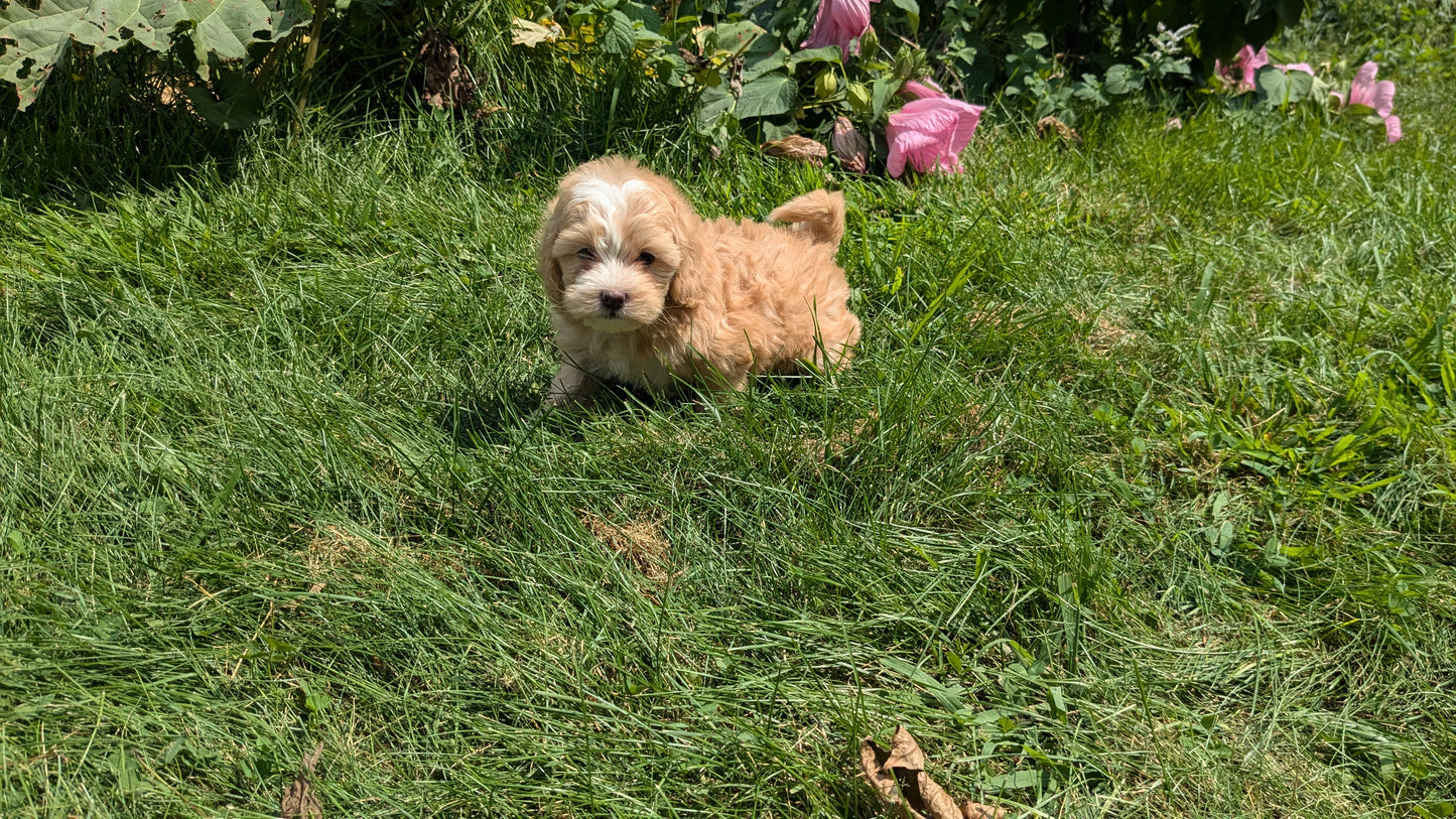 SHIH-POO (06/28) MALE