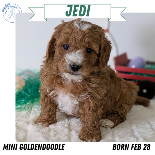 MINI GOLDENDOODLE (02/28) MALE