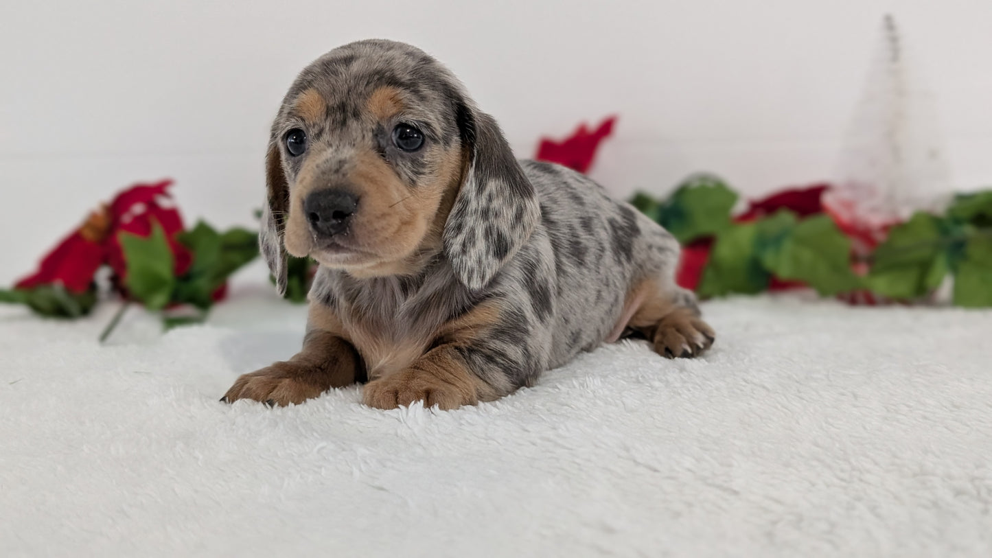 MINI DACHSHUND (OCT 20) FEMALES