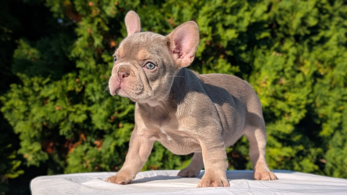 FRENCH BULLDOG (AUG 22) 3 MALES/1 FEMALE