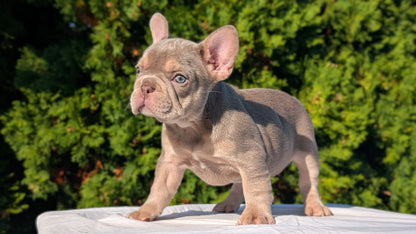 FRENCH BULLDOG (AUG 22) 3 MALES/1 FEMALE