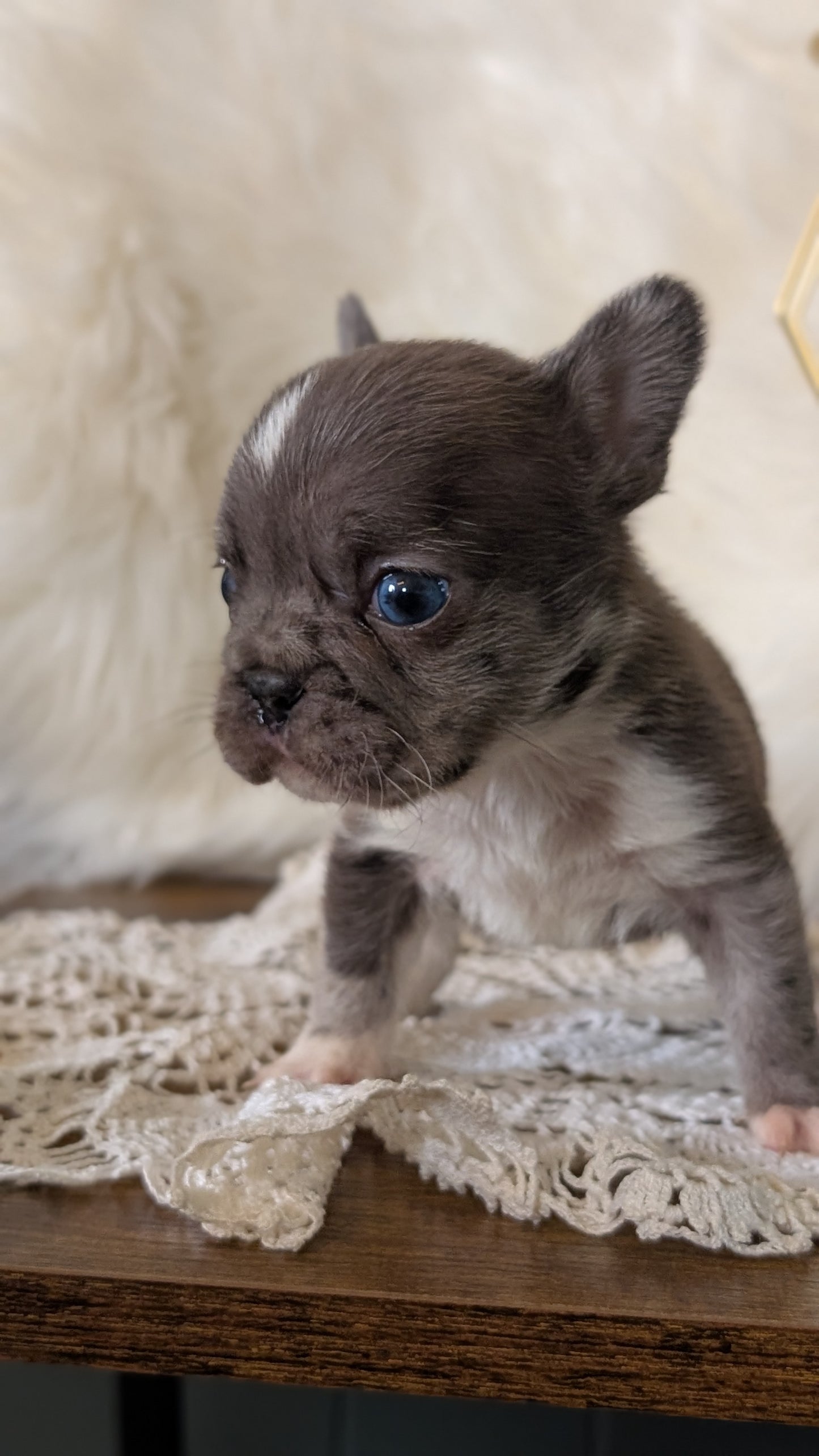FRENCH BULLDOG (FEB 14) FEMALE
