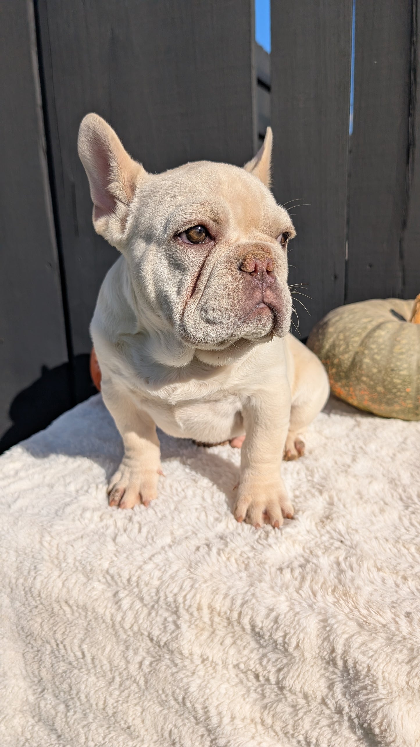 FRENCH BULLDOG (07/08) MALE