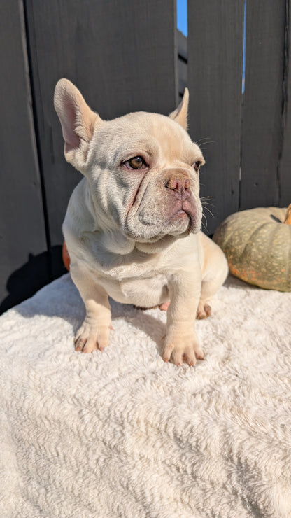 FRENCH BULLDOG (07/08) MALE