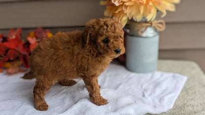 DOXIEPOO (08/19) MALE