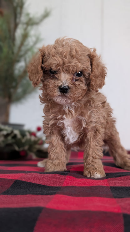 CAVAPOO (OCT 27) FEMALES