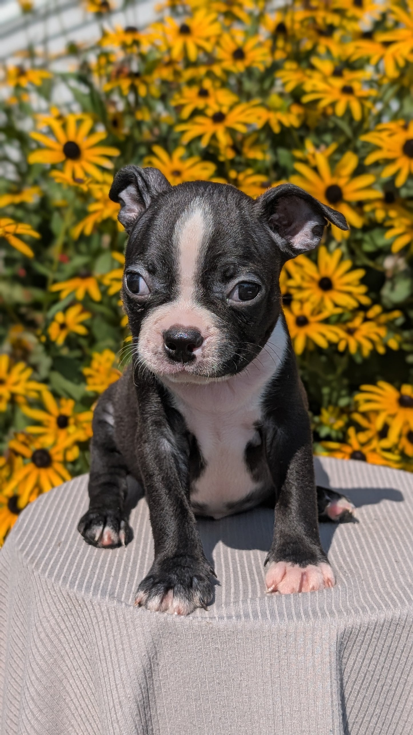 BOSTON TERRIER (JUL 11) 4 FEMALES/4 MALES