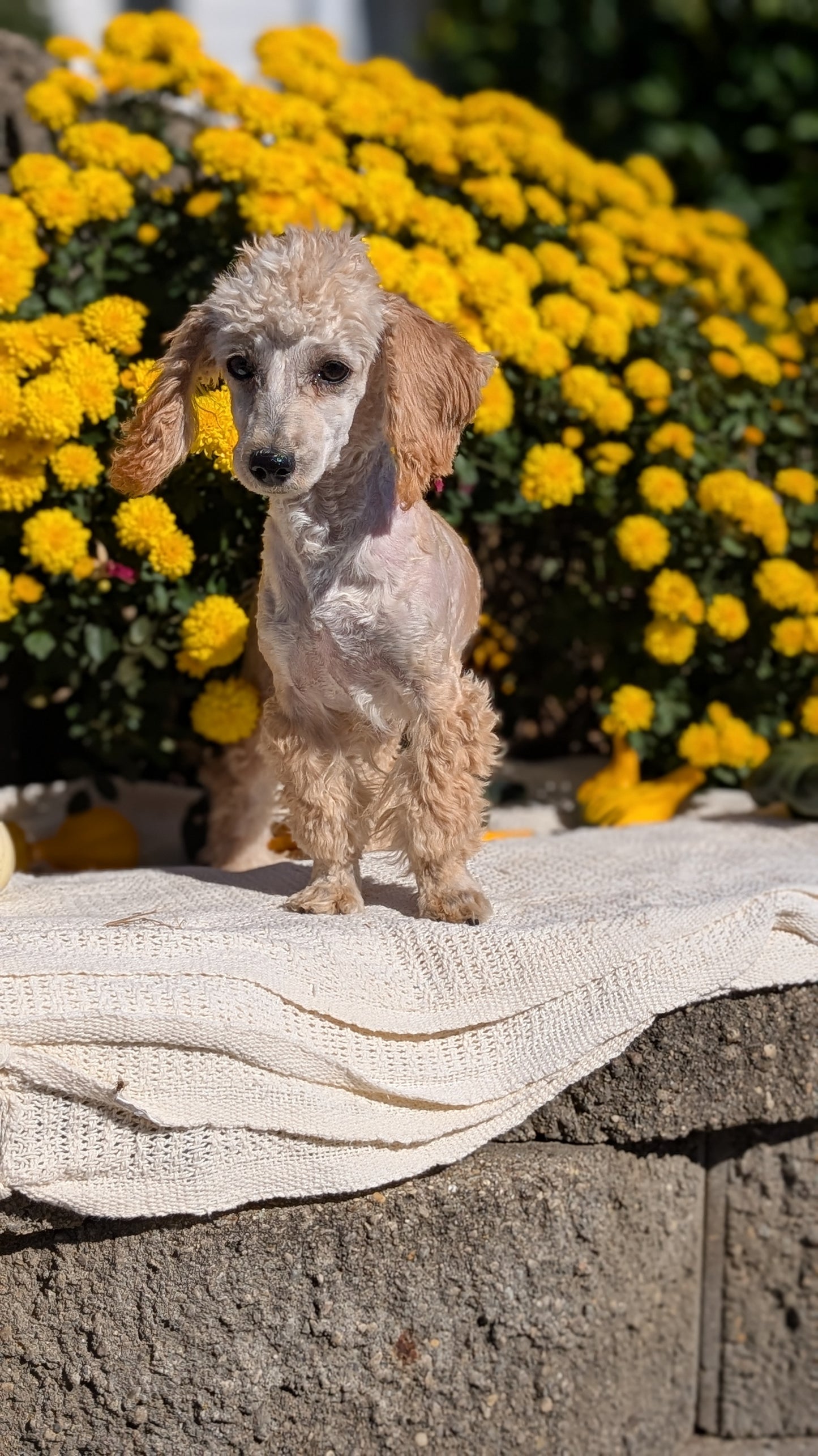 MINI POODLE (05/19) FEMALE