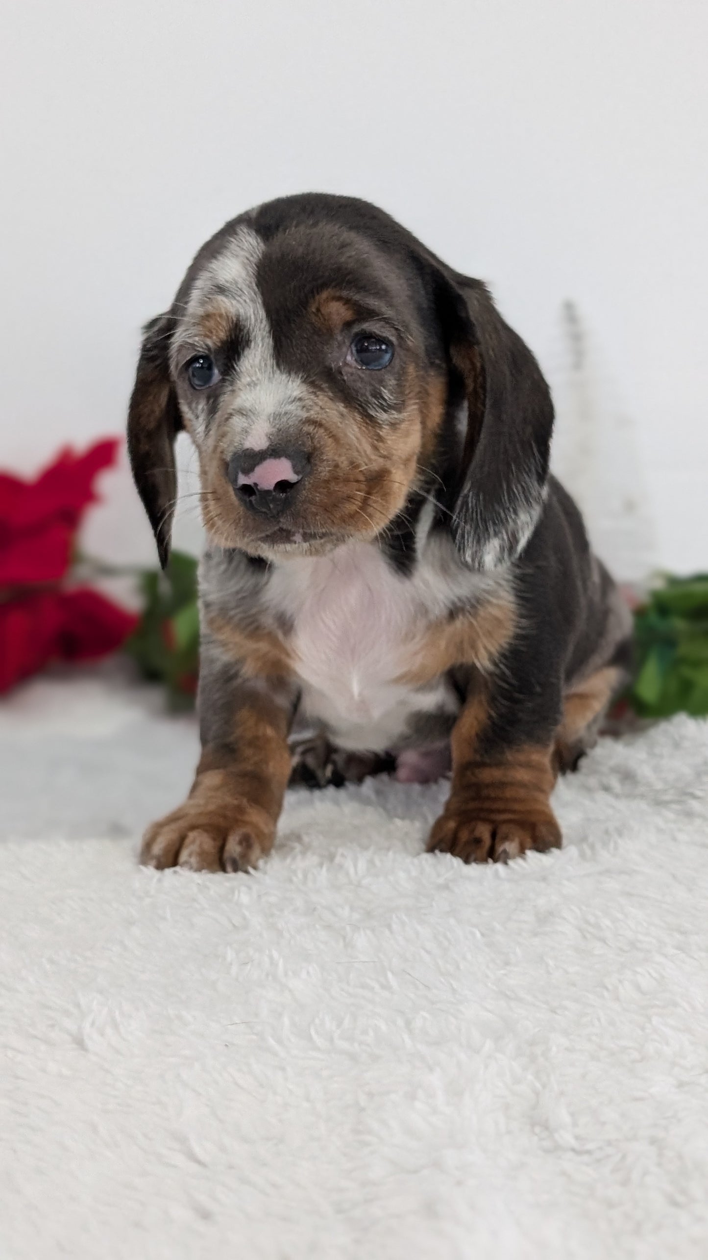 MINI DACHSHUND (OCT 20) MALES