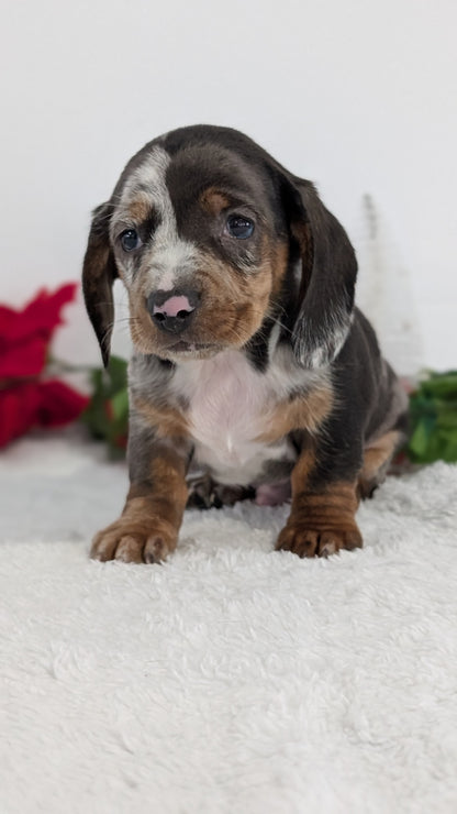 MINI DACHSHUND (OCT 20) MALES