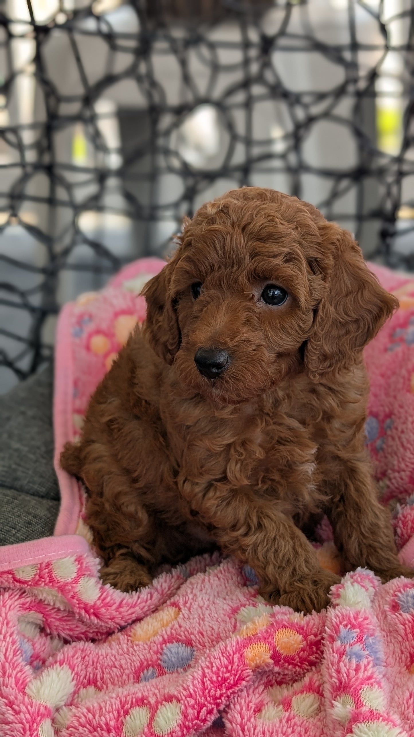 TOY POODLE (JUN 22) MALES