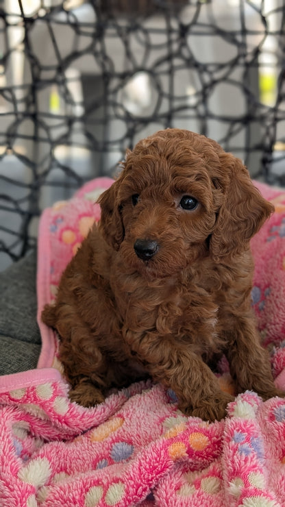 TOY POODLE (JUN 22) MALES
