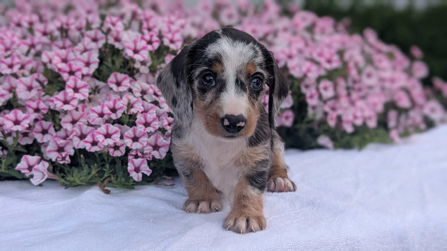MINI DACHSHUND (JUN 04) FEMALES