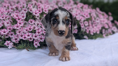 MINI DACHSHUND (JUN 04) FEMALES
