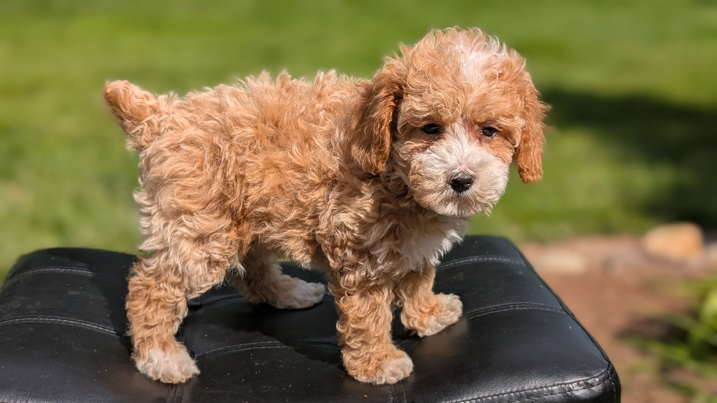 MINI POODLE (APR 03) FEMALES