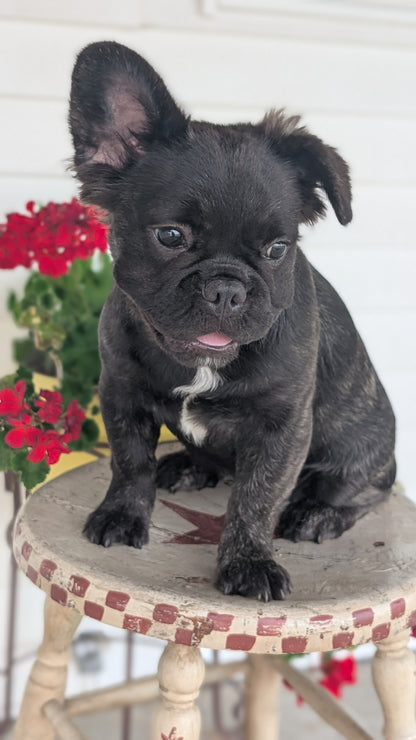 FRENCH BULLDOG (MAR 09) FEMALES