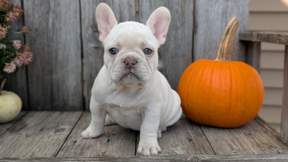 FRENCH BULLDOG (09/09) FEMALE
