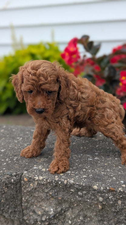 TOY POODLE (07/04) MALE