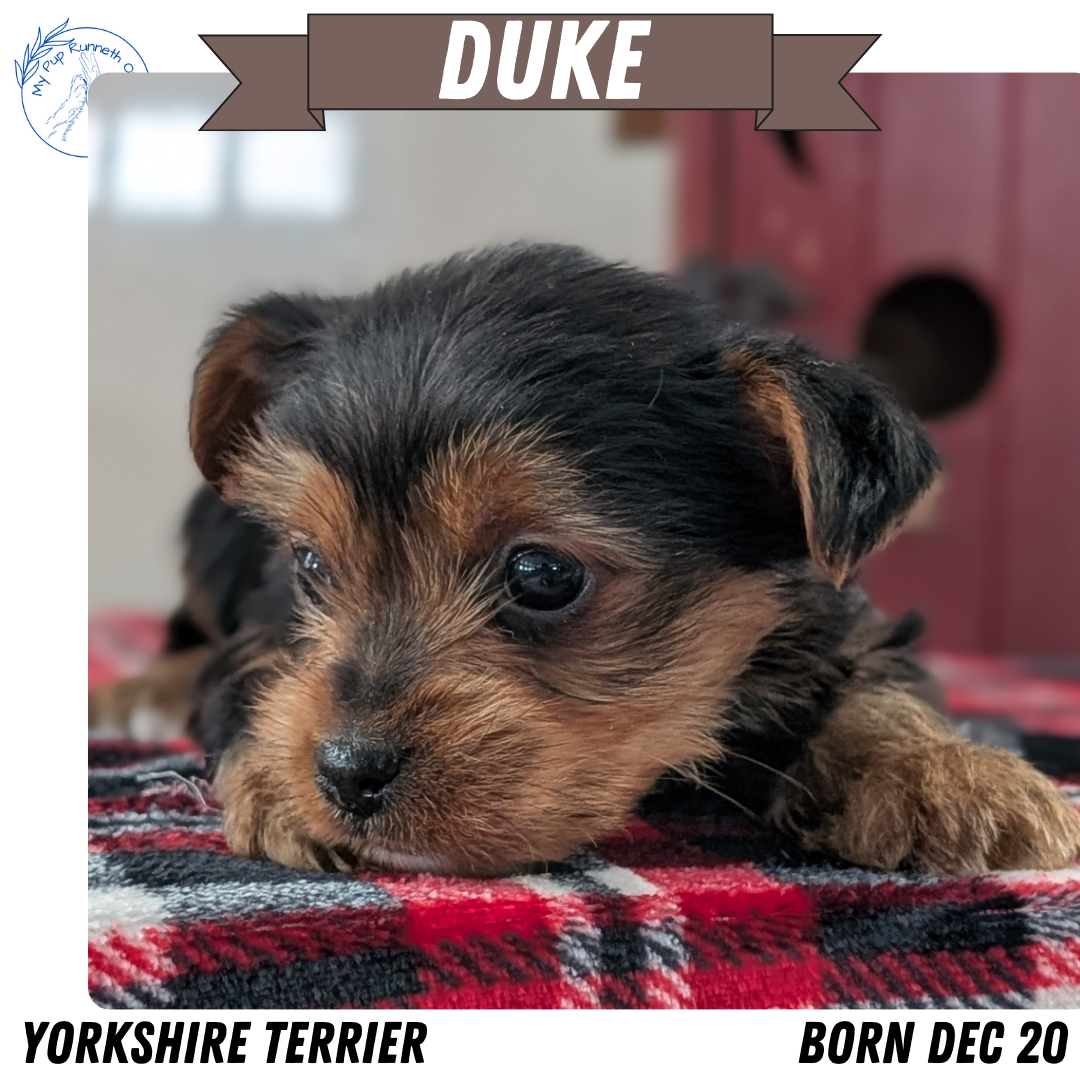 YORKSHIRE TERRIER (DEC 20) MALE