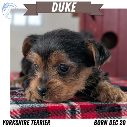 YORKSHIRE TERRIER (DEC 20) MALE