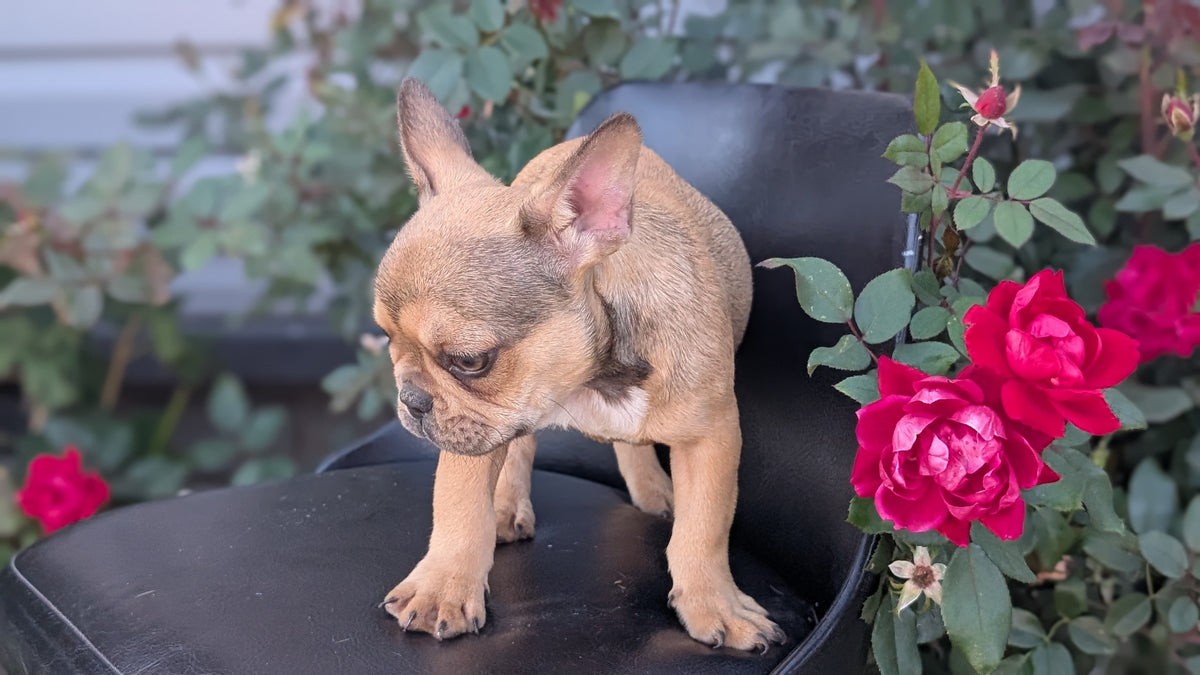 FRENCH BULLDOG (JUN 26) 2 MALES