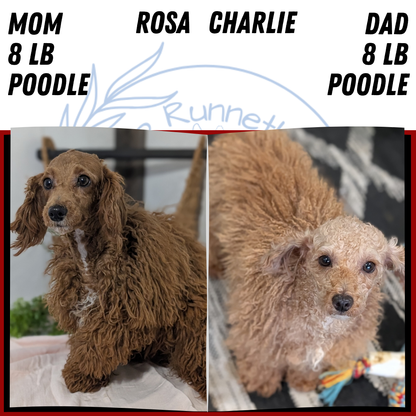 MINI POODLE (JUN 05) FEMALE