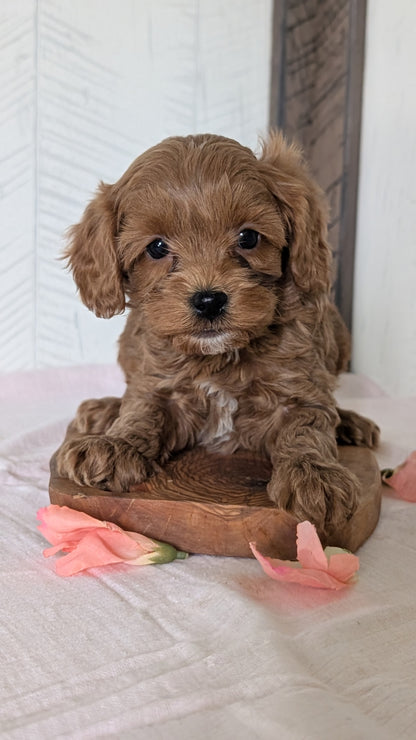 CAVAPOO (FEB 11) MALES