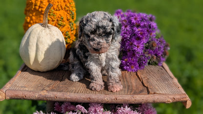 TOY POODLE (08/28) FEMALE