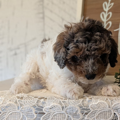 MALTIPOO (APR 05) MALES