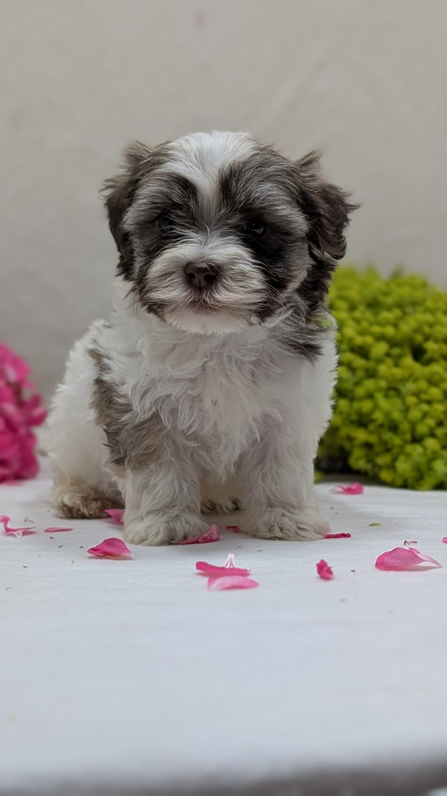 HAVANESE (09/13) MALE