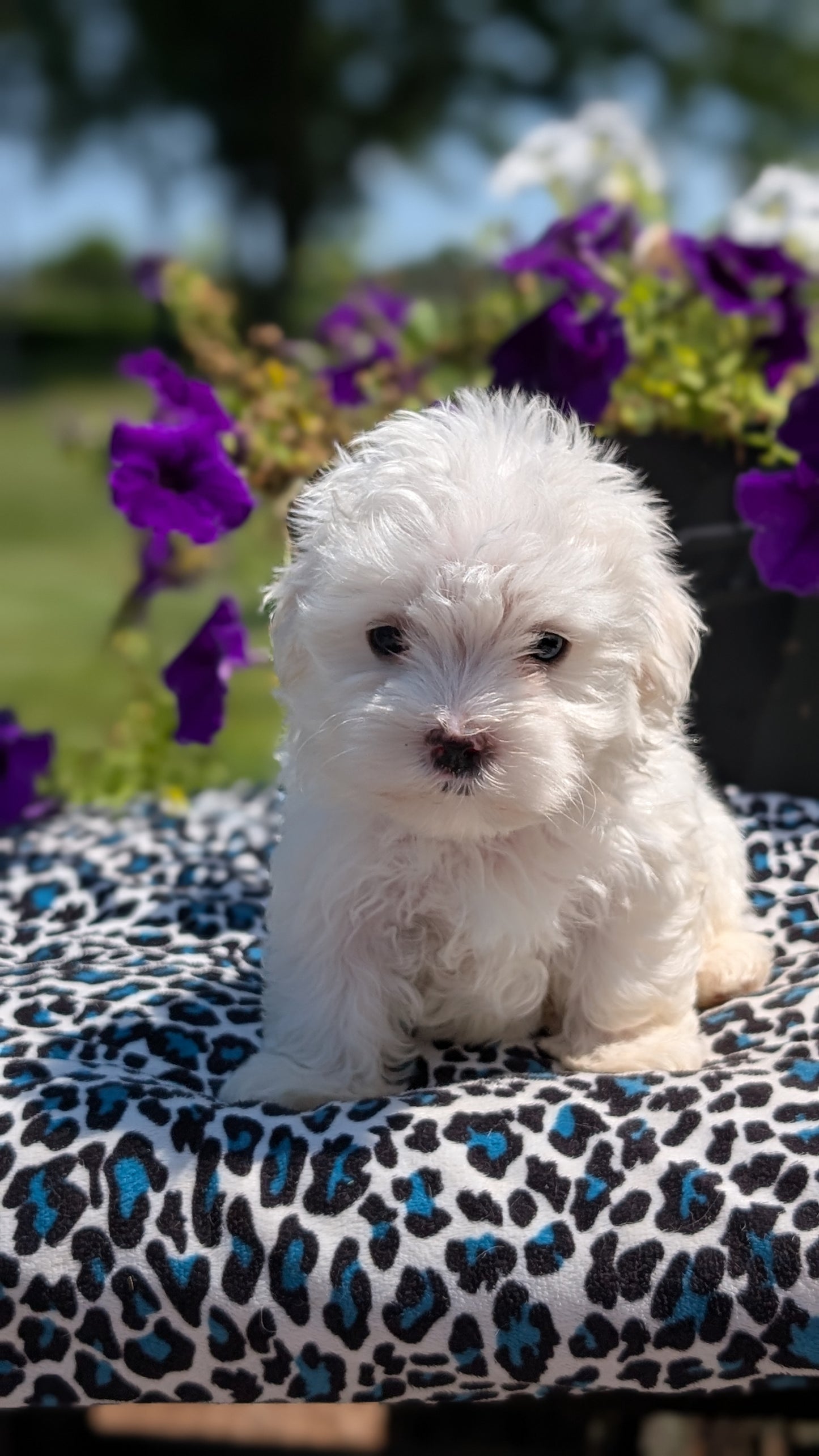 MALTESE (JUN 13) MALE