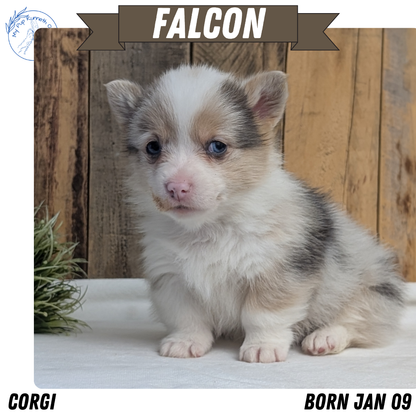 CORGI (JAN 09) MALES