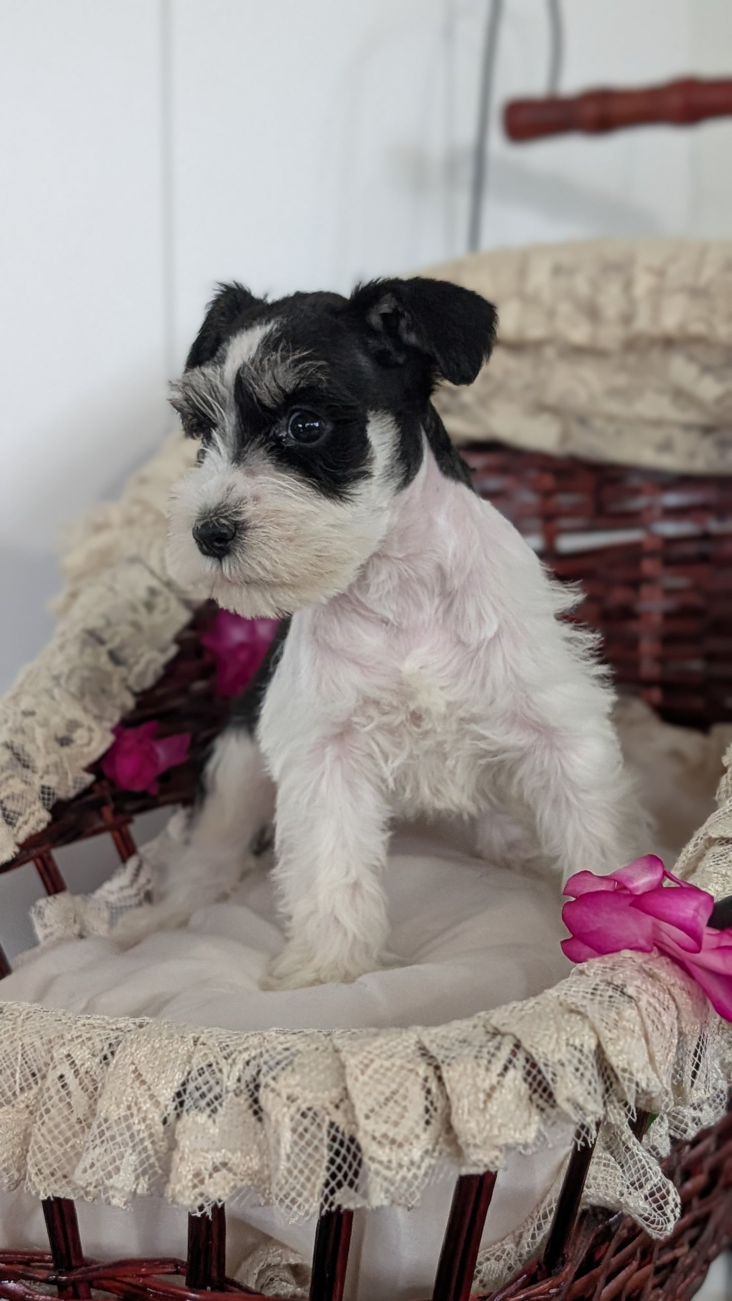 MINI SCHNAUZER (JAN 10) FEMALES