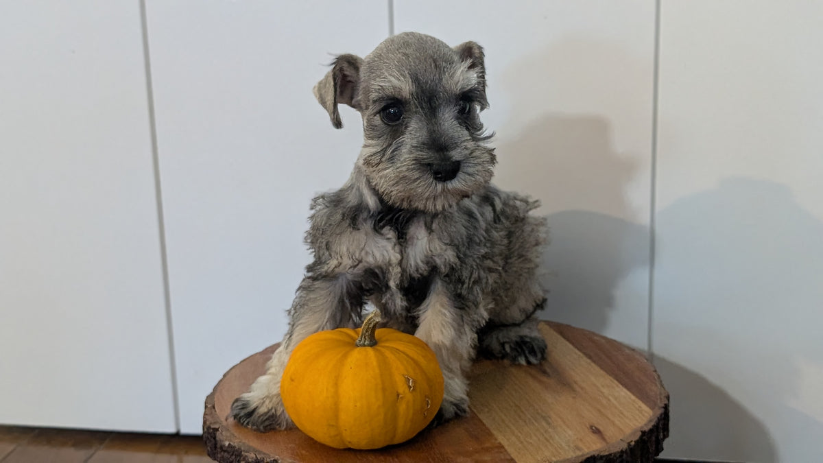 MINI SCHNAUZER (AUG 24) 8 FEMALES