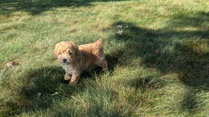 TOY POODLE (08/05) MALE