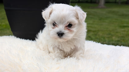 MALTESE (MAY 11) FEMALE