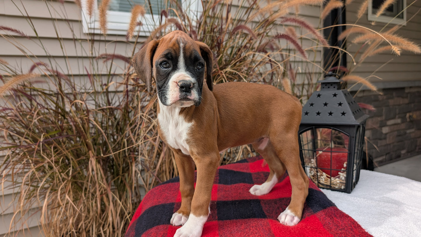 BOXER (08/20) FEMALE