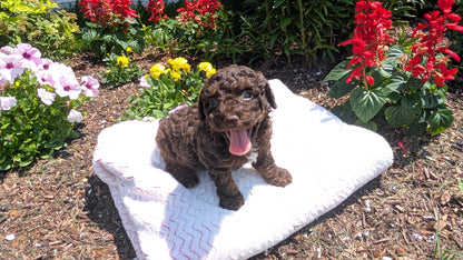 TOY POODLE (06/30) MALE
