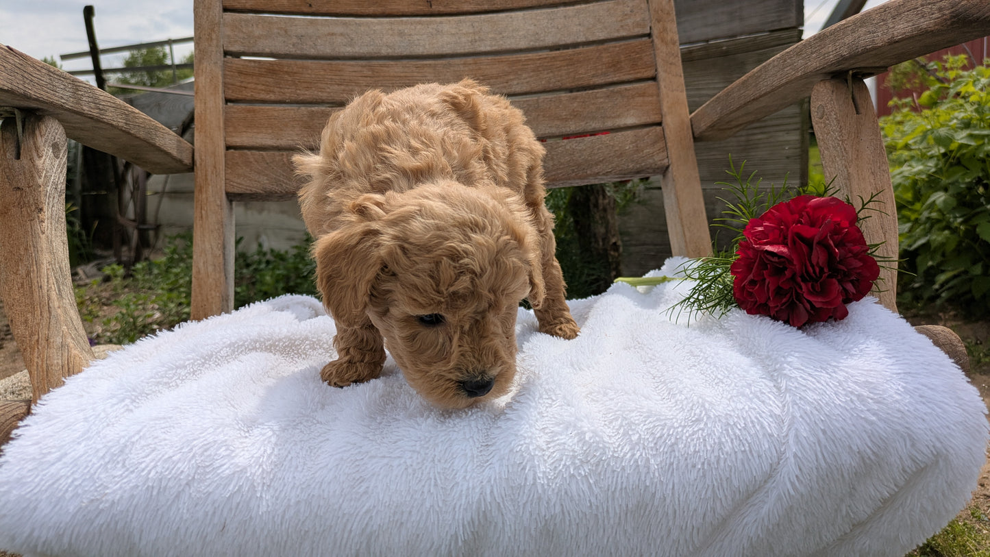 MINI POODLE (03/30) FEMALE