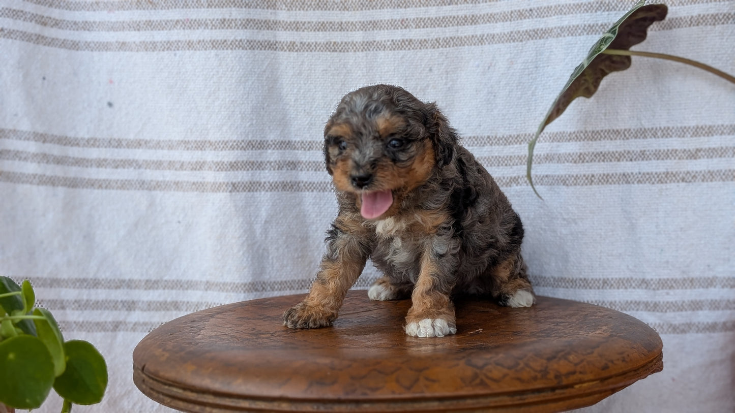 CAVAPOO (MAY 23) FEMALES