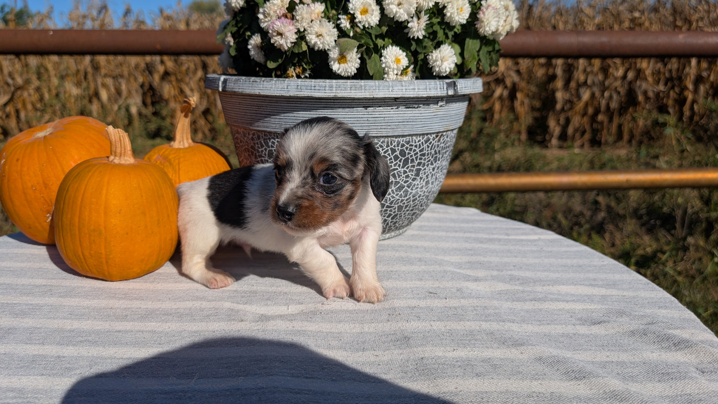 MINI DACHSHUND (09/01) MALE