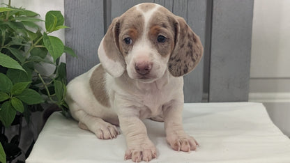 MINI DACHSHUND (MAR 23) MALES