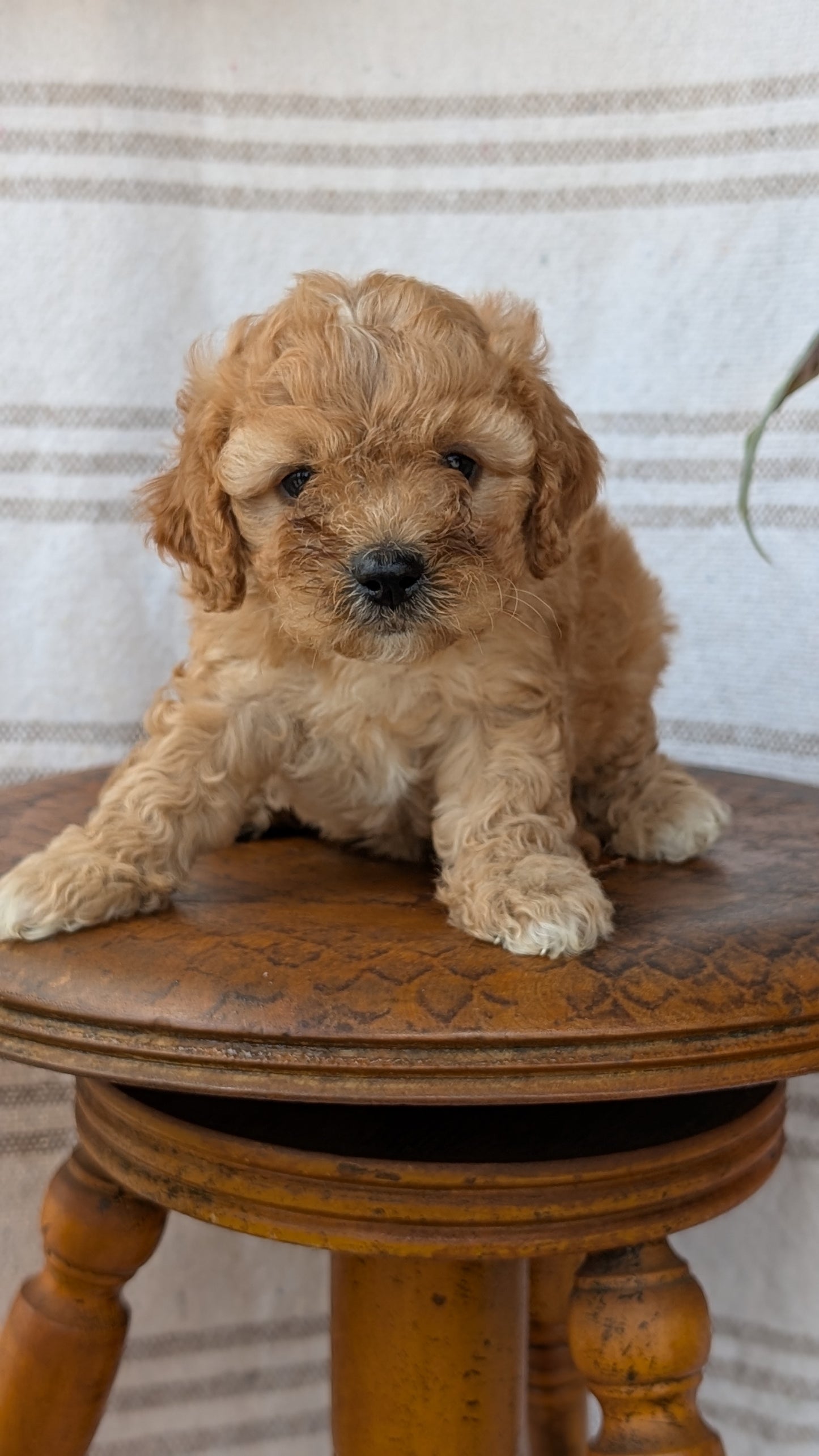CAVAPOO (MAY 23) FEMALES