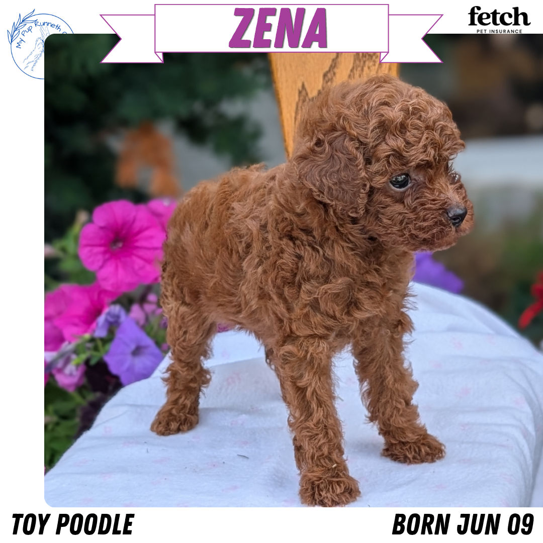 TOY POODLE (JUN 09) FEMALE