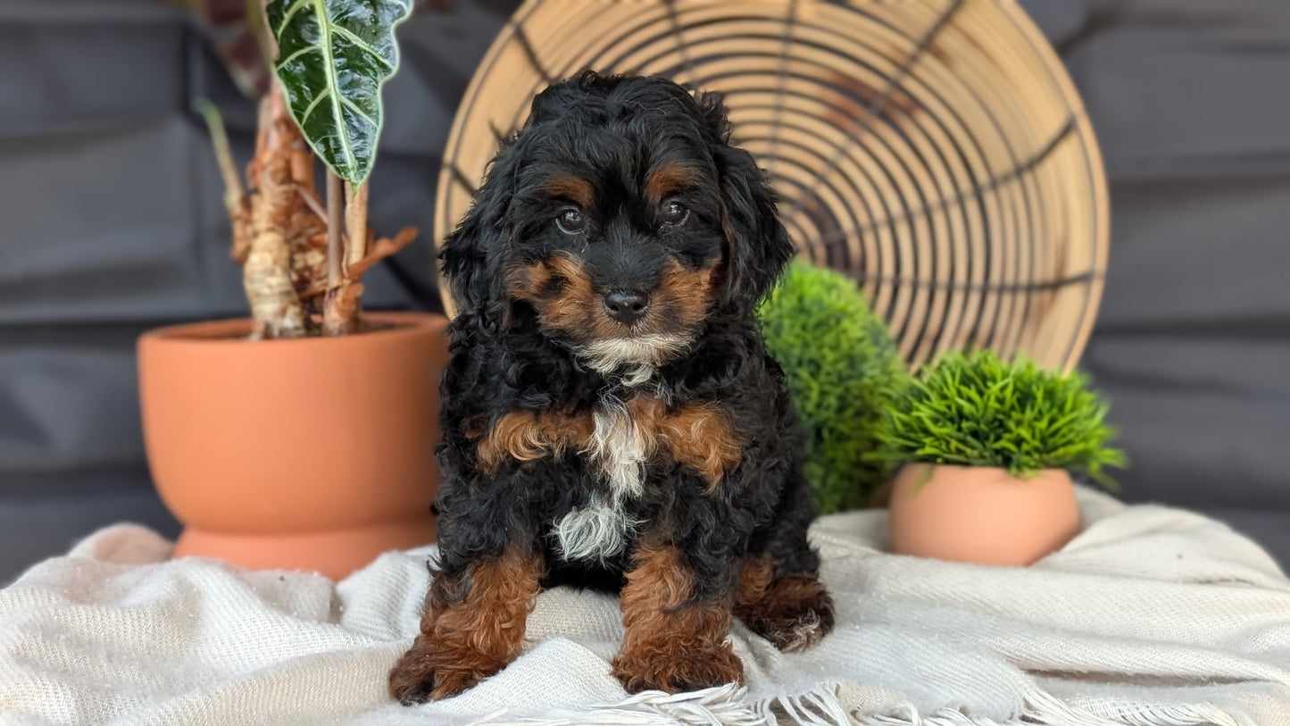 COCKAPOO (MAY 22) FEMALES