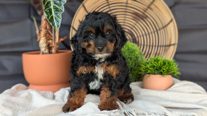 COCKAPOO (MAY 22) FEMALES